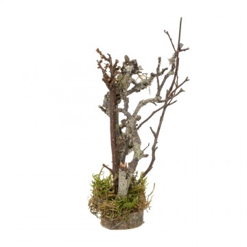 Albero con Rami Secchi per...
