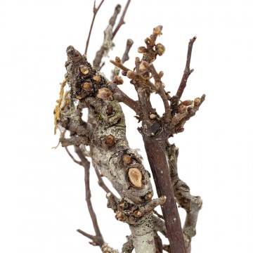 Albero con Rami Secchi per...