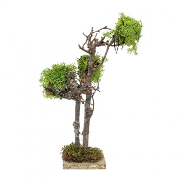 Albero con Lichene per Presepe