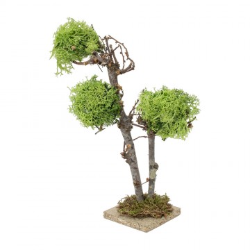 Albero con Lichene per Presepe