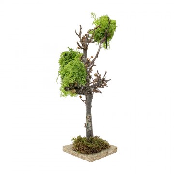 Albero con Lichene per Presepe