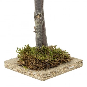 Albero con Lichene per Presepe