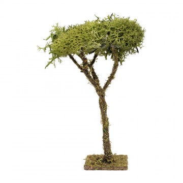 Alberello di Lichene alto...