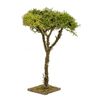 Alberello di Lichene alto...