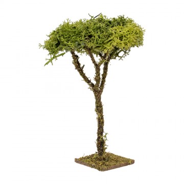 Alberello di Lichene alto...