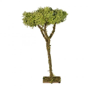 Albero Lichene 16 cm