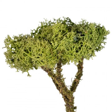 Albero Lichene 16 cm