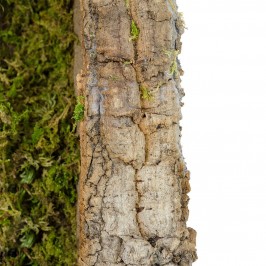 Capanna per la Natività 12 cm