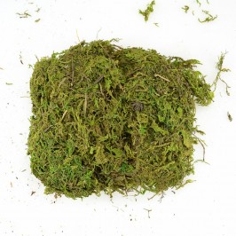 Muschio Soffice per Presepe