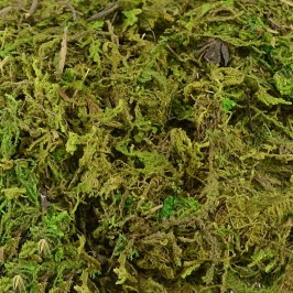 Muschio Soffice per Presepe