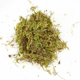 Muschio Soffice per Presepe