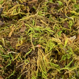 Muschio Soffice per Presepe