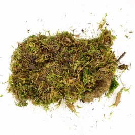 Muschio Soffice per Presepe