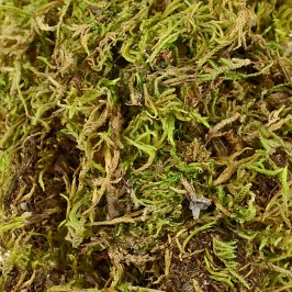 Muschio Soffice per Presepe