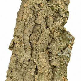 Corteccia di Sughero...