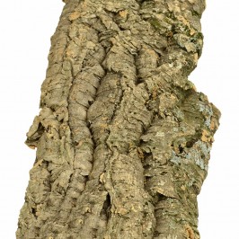 Corteccia di Sughero Naturale