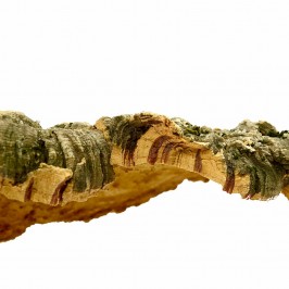 Corteccia di Sughero Naturale