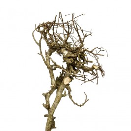 Alberello di Rami Secchi