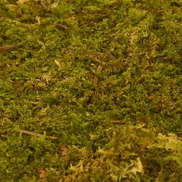 Muschio Naturale 350 gr