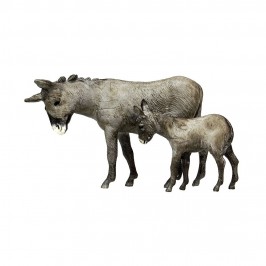 Asino e Asinello Landi