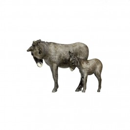 Asino e Asinello Landi