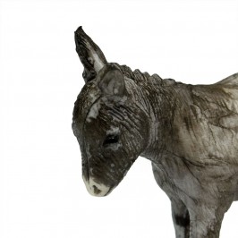 Asino e Asinello Landi