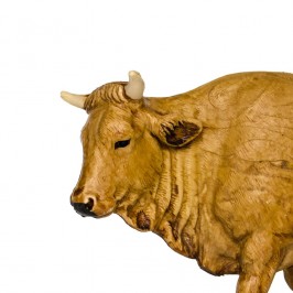 Bue in Piedi per il Presepe